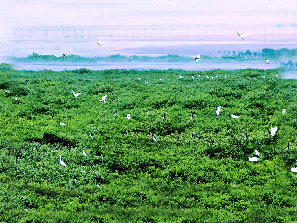 文昌后港湾红树林