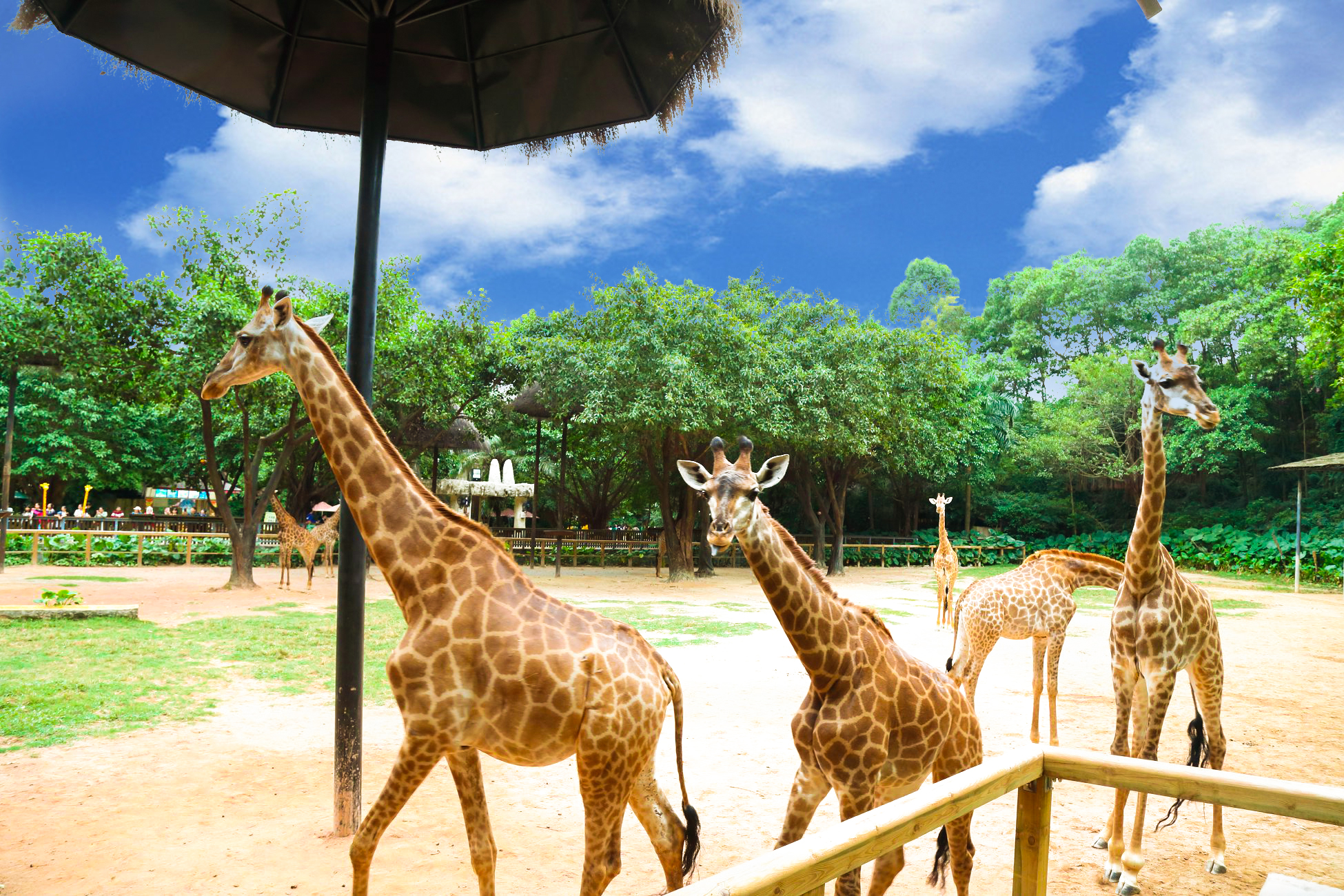 【长隆野生动物世界女大学生票团购】长隆野生
