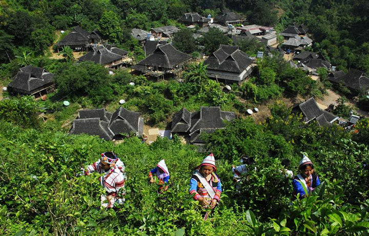 【西双版纳基诺山寨景区门票 往返专车(2~4人之间起订)团购】西双版纳