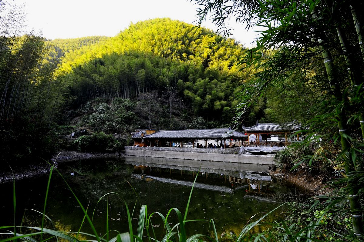 黄山木坑竹海