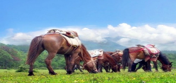 丽江拉市海纳西古马场