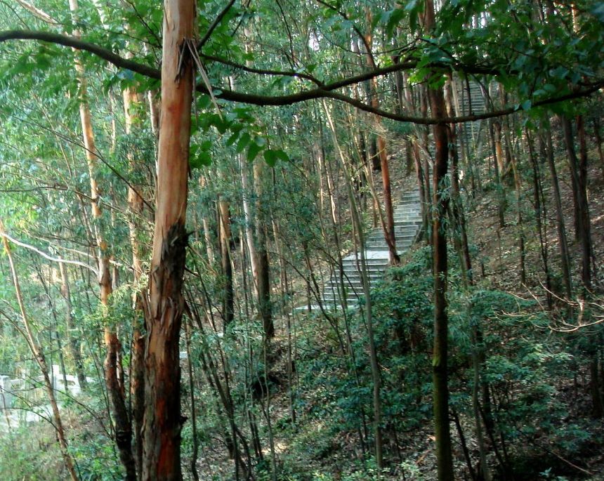 东海 青松岭森林公园