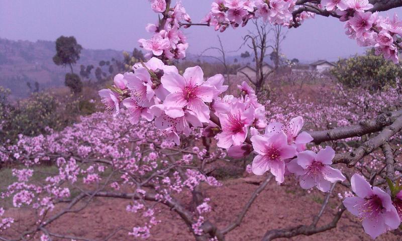 桃花故里景区