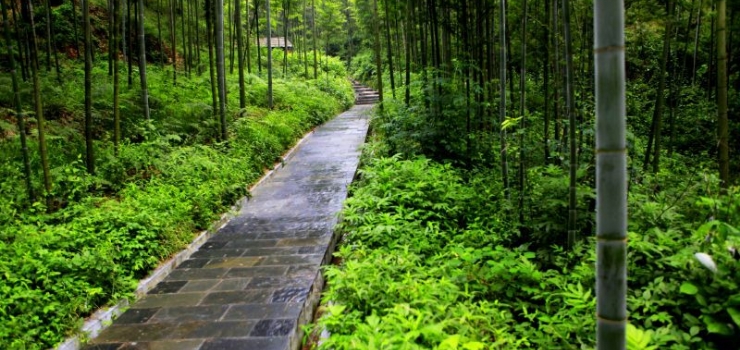 蔡伦竹海风景区