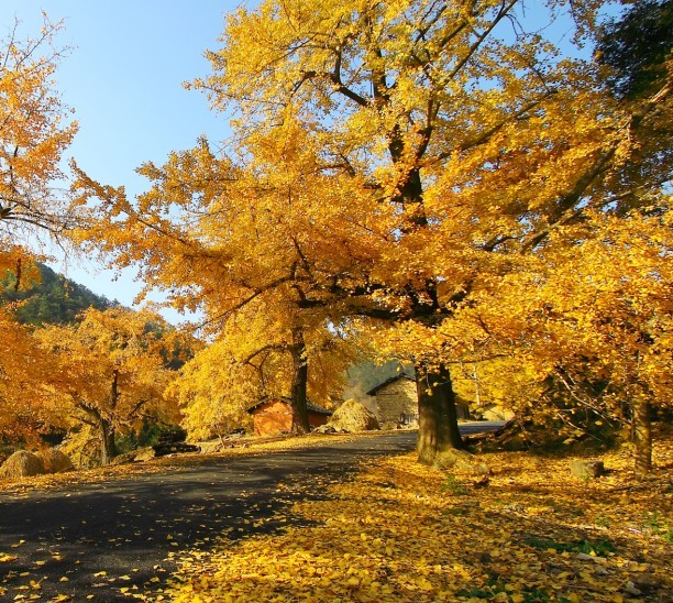 钱冲古银杏国家森林公园