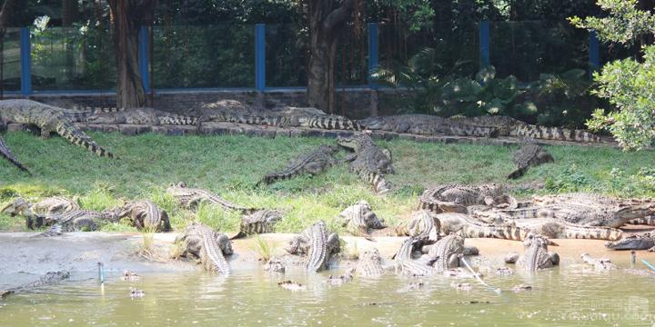 广州长隆鳄鱼公园